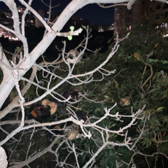 Stiky Verde→ Mediterraneo Sonoro 18-04-2025