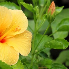 She Let Flowers Fading