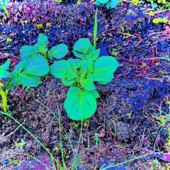 Fonotropia - Give me less than 200 or I won’t grow