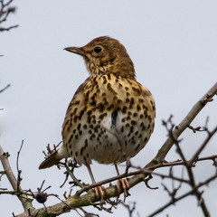 Songthrush - 27 Feb 2025 - Evening.  Ballinvally
