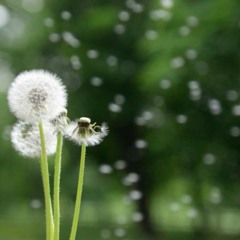 Dandelions Ruth.B