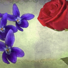 Roses red, Violets blue