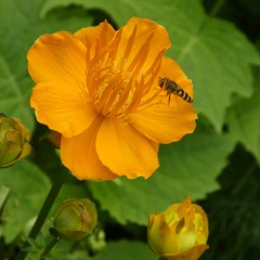 Alexis Ffrench Moments VI