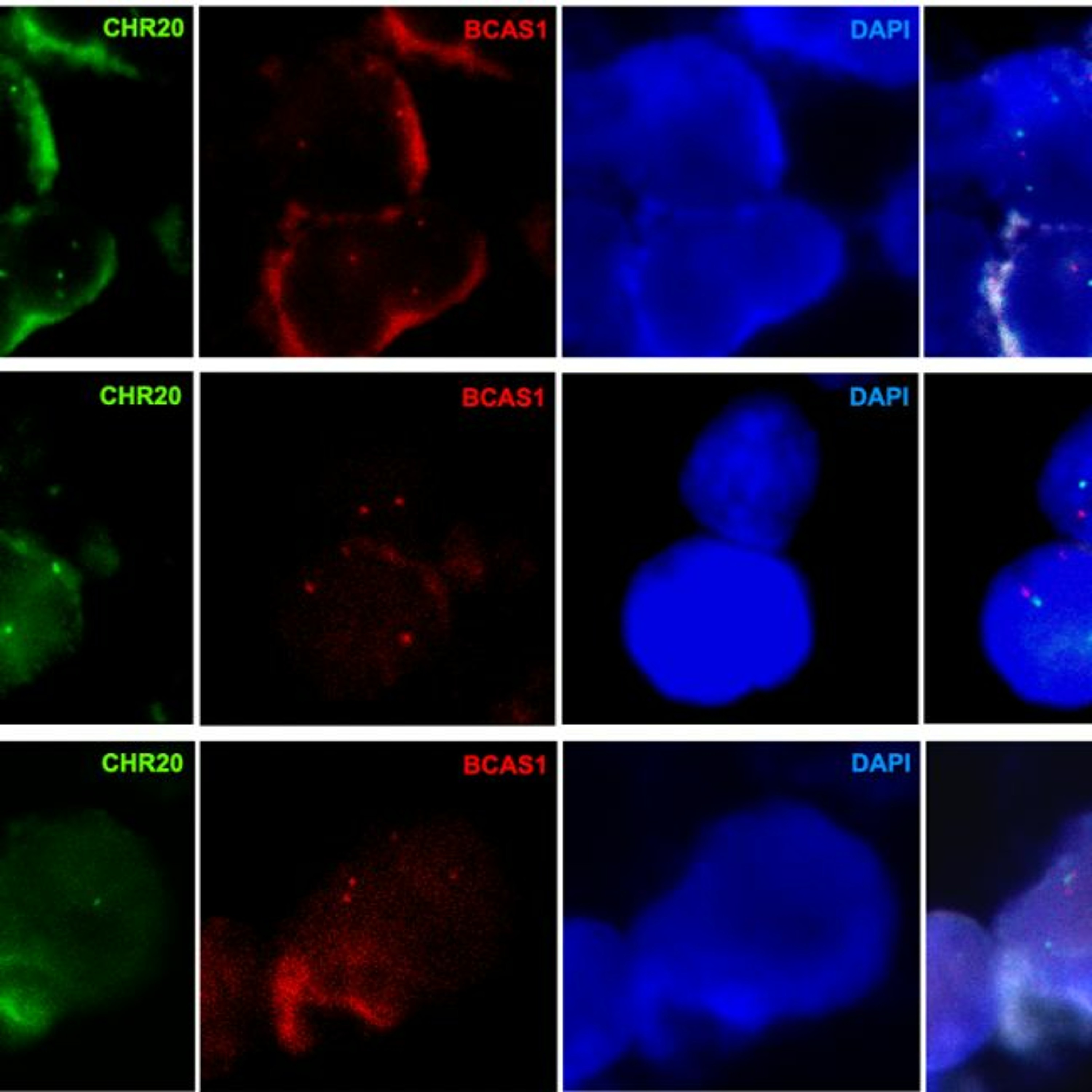 Oncotarget