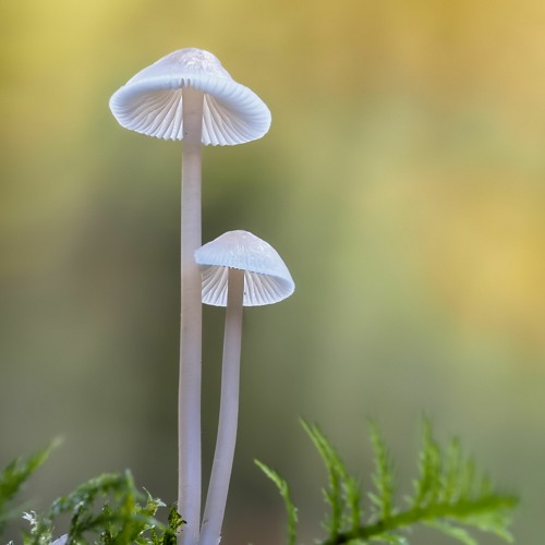 MUSHROOM FEVER