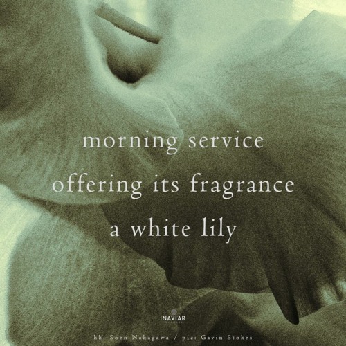 The White Lily (naviarhaiku519)