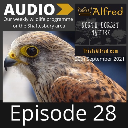 North Dorset Nature Episode 28