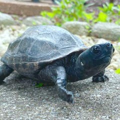 Come on Burger Get Chompy!