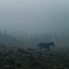 Niebla y Tranquera 1