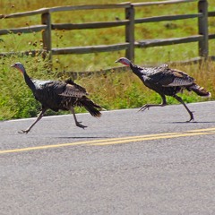 Turkey Chase