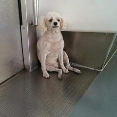 이렇게 될 줄 알았어