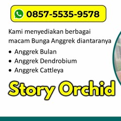 Hubungi 0857-5535-9578, Supplier Anggrek Bulan Putih Polos di Malang