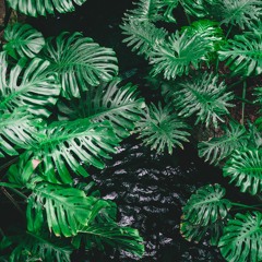 DTR Surrounded By Plants Mix