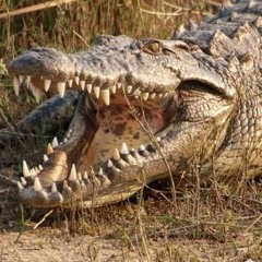 the crocodile asshole d&b Mashup Esery_T