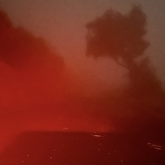 I love my coyotes we scream at the moon