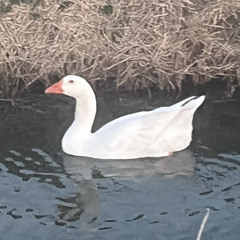goose