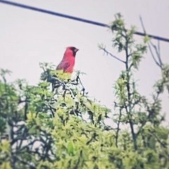 (ON ALL PLATFORMS) anemia - from the dismal forest of despair [ending Song]