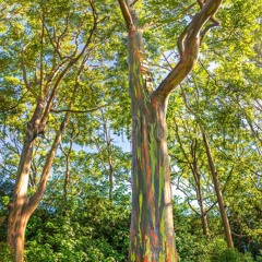Eucalyptus Blues