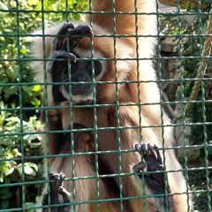 Lil Uzi Vert - What About You