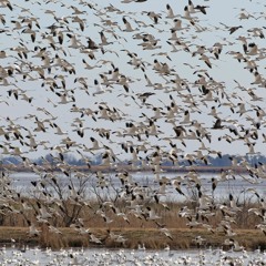 Snow Geese & Bald Eagle at Dawn at Blackwater NWR