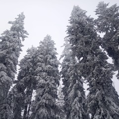 Winter Forest  Trees sounds