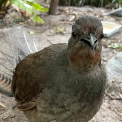 The Bird Is Alive