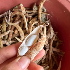 화성법_2