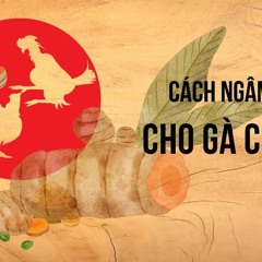 Cách ngâm nghệ cho gà chiến hiệu quả nhất