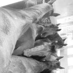 Udu Peha - Love from strange horses