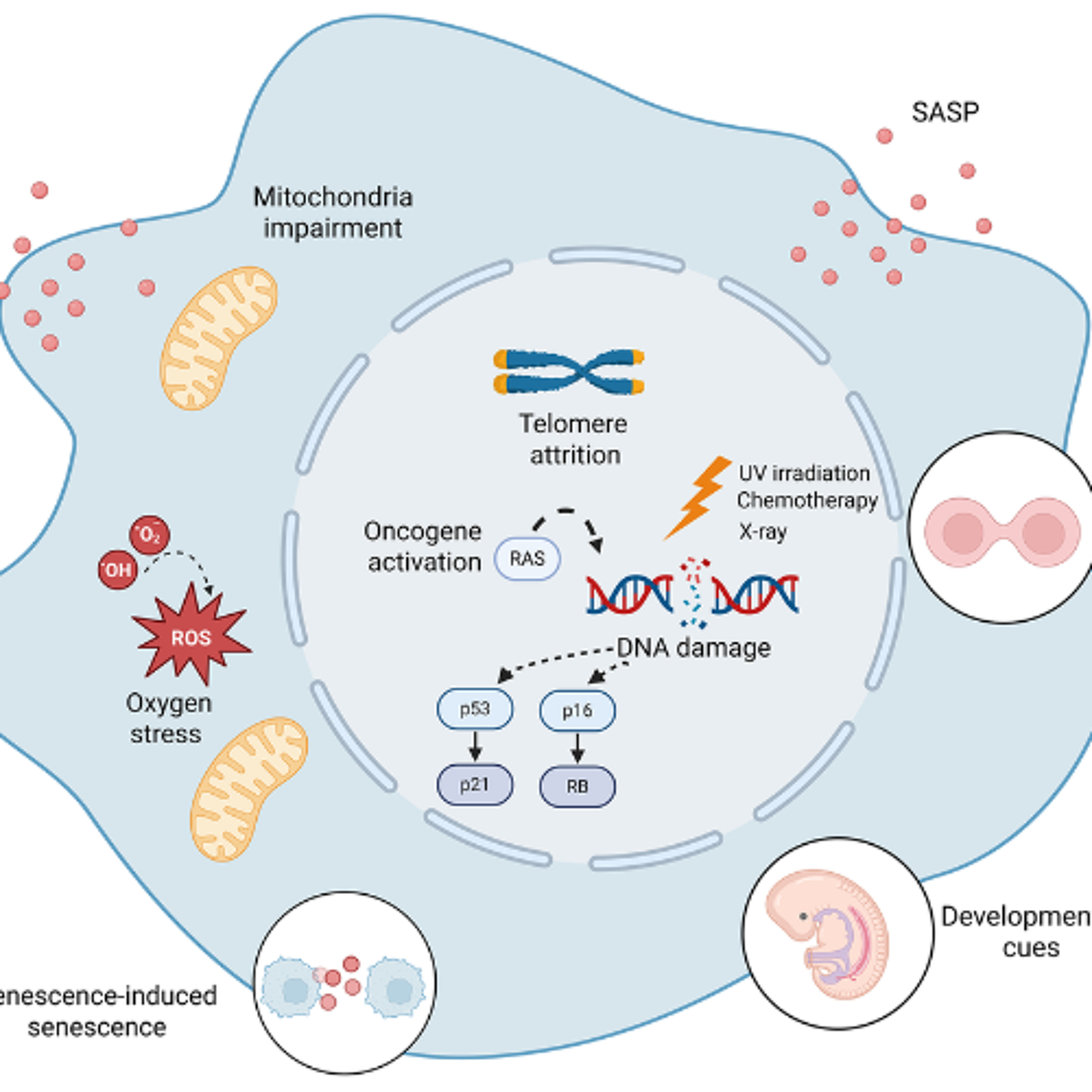 Multiple Biological Triggers Shape Cellular Senescence in Aging and Disease episode artwork