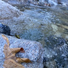 face (prod. snorkatje)