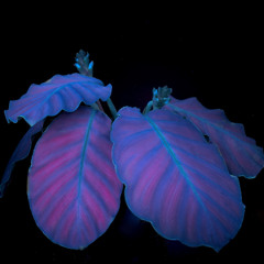 ULTRAVIOLET