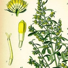 Artemisia absinthium - Live 02-21-2023