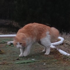 jon patch 011 - Home Màquina [extract]