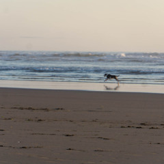 Free to Run...and Run...and Run!