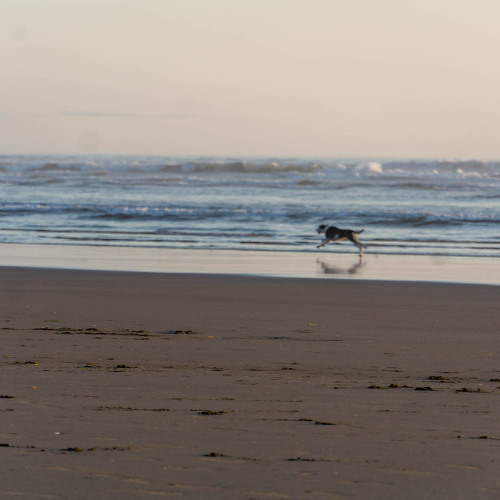 Free to Run...and Run...and Run!