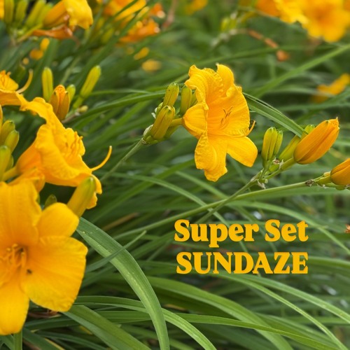 SuperSet Sundaze