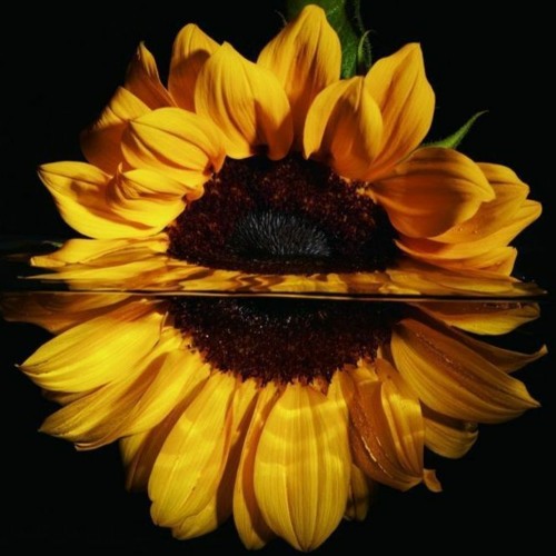 The Bright Side #06 | Sander |