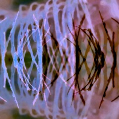 Morast