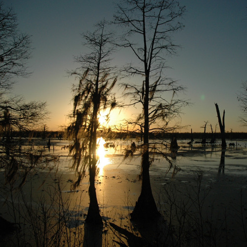 Magick Bayou