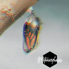 Metamorphosis