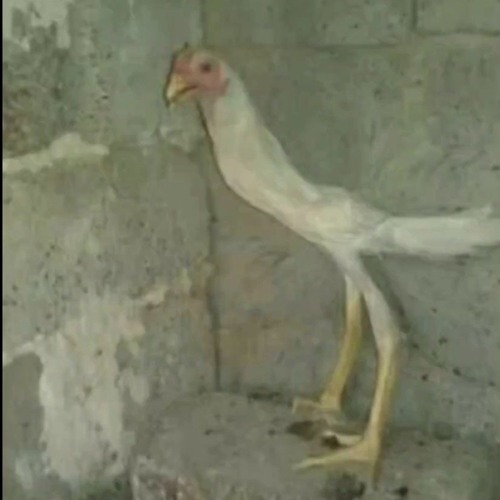 суперпетух