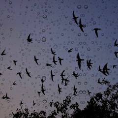 Birdies Are Having Fun On The Rain