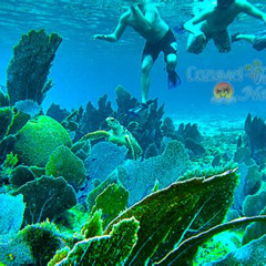 Best Resorts In Cozumel For Snorkeling Prices Reviews