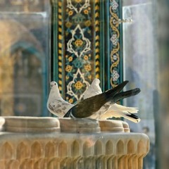 أقول وقد ناحت بقربي حمامة - أبو فراس الحمداني - أسامة الواعظ