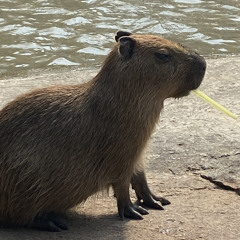 TØEYKÍ - นอกจากปากก็ไม่มีอะไรดีเลย