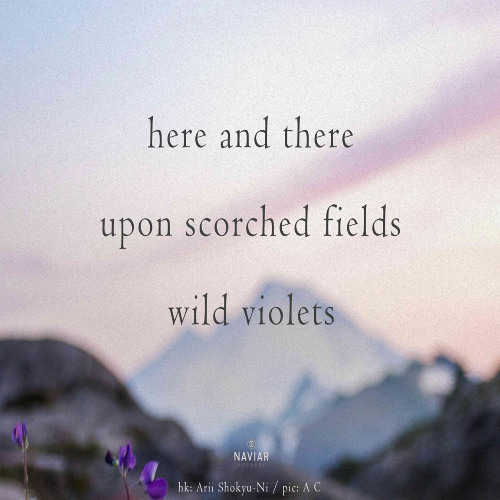 here upon wild - naviarhaiku582