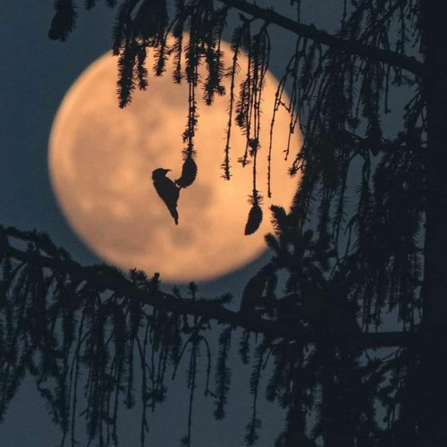 دعاء للقارئ حمزة بوديب