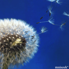 mniszek* - gilbert's version