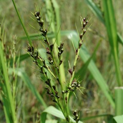 Cetacea Digitalis